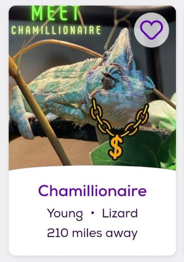 a picture of a chameleon with a cartoony bling necklace drawn on his neck. The text underneath says: chamillionare, young, lizard, 210 miles away