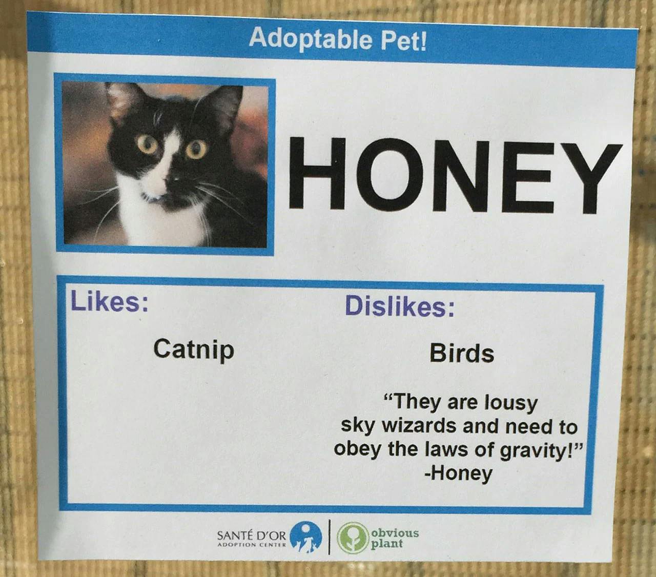Picture of an adoption sign. There is a black and white cat with the text Honey next to it. Underneath it reads: Likes: catnip. Dislikes: Birds. And in quotation marks is They are lousy sky wizards that need to obey the laws of gravity! - honey. Sante D'or adoption center obvious plant