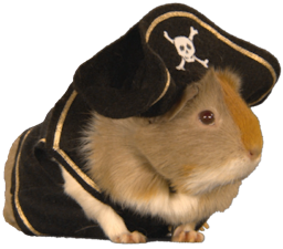 image of a guinea pig wearing a tiny pirate hat